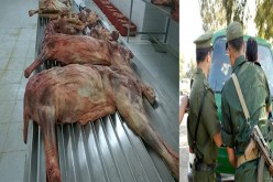 درك سكيكدة يحبط محاولة لتسويق لحوم الحمير