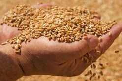 تراجع واردات الحبوب بنسبة 12 بالمائة