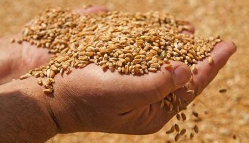 تراجع واردات الحبوب بنسبة 12 بالمائة