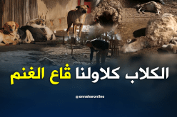 غرداية: كلاب متشردة تهاجم قطعان الماشية بالمنيعة