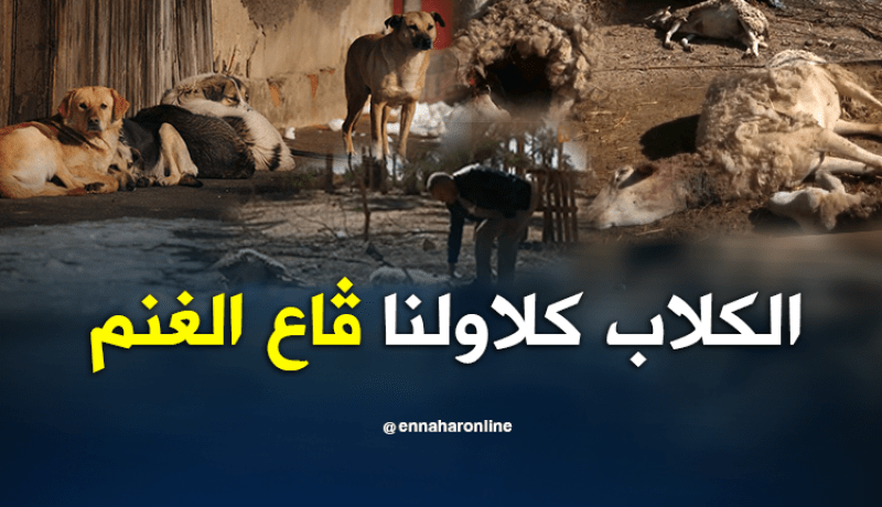 غرداية: كلاب متشردة تهاجم قطعان الماشية بالمنيعة