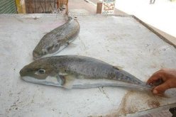 إحذروا.. أسماك “قـاتلة” في سـواحل الشــرق