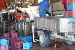 وفاة عامل بعدما سقطت عليه براميل طماطم بقالمة