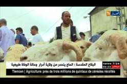 فلاحة: الموالون والمشترون.. أضحية بأقل من 4 ملايين هزيلة ولا تقنع