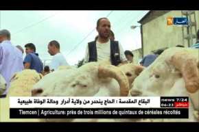 فلاحة: الموالون والمشترون.. أضحية بأقل من 4 ملايين هزيلة ولا تقنع