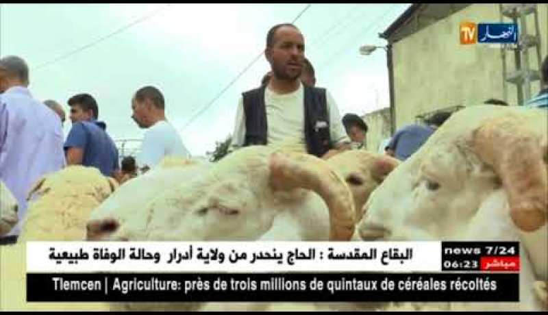 فلاحة: الموالون والمشترون.. أضحية بأقل من 4 ملايين هزيلة ولا تقنع