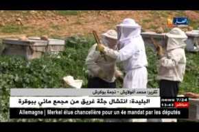 فلاحة:نحل العسل تيسمسيلت في ملاجئ مراعي تيبازة