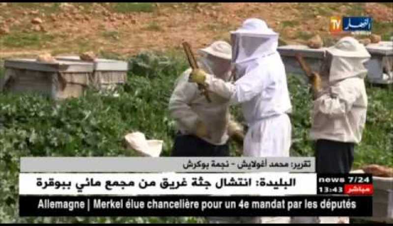فلاحة:نحل العسل تيسمسيلت في ملاجئ مراعي تيبازة