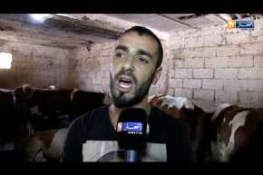 بجاية: مربو الأبقار يحضنونها داخل الإصطبلات خوفا من الحمى القلاعية