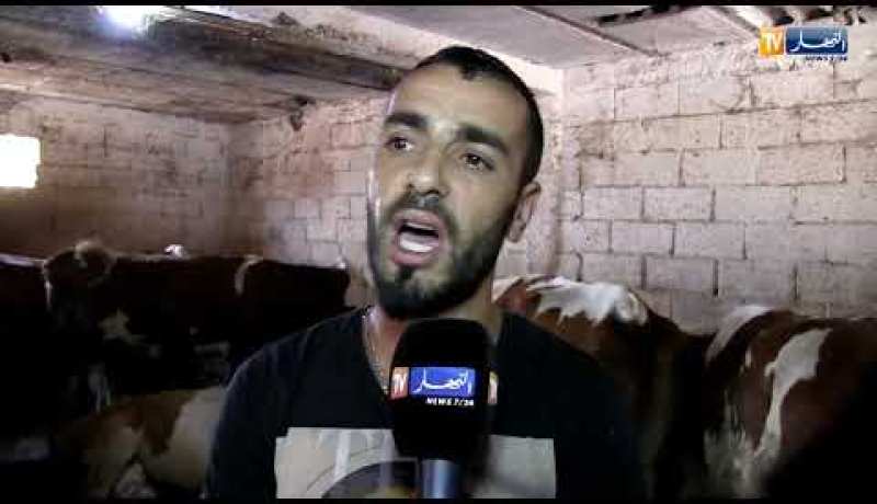 بجاية: مربو الأبقار يحضنونها داخل الإصطبلات خوفا من الحمى القلاعية