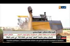 فلاحة: محوّلو القمح يناشدون الفلاحين برفع الإنتاج وتحسين النوعية !