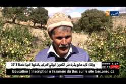 باتنة: خسائر فادحة للفلاحين ببلية أولاد عوف بسبب البرد