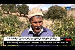 باتنة: خسائر فادحة للفلاحين ببلية أولاد عوف بسبب البرد