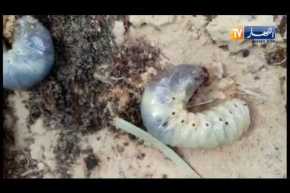 خنسفاء وديدان وحيدة القرن تأتي على آلاف النخيل بالوادي !!