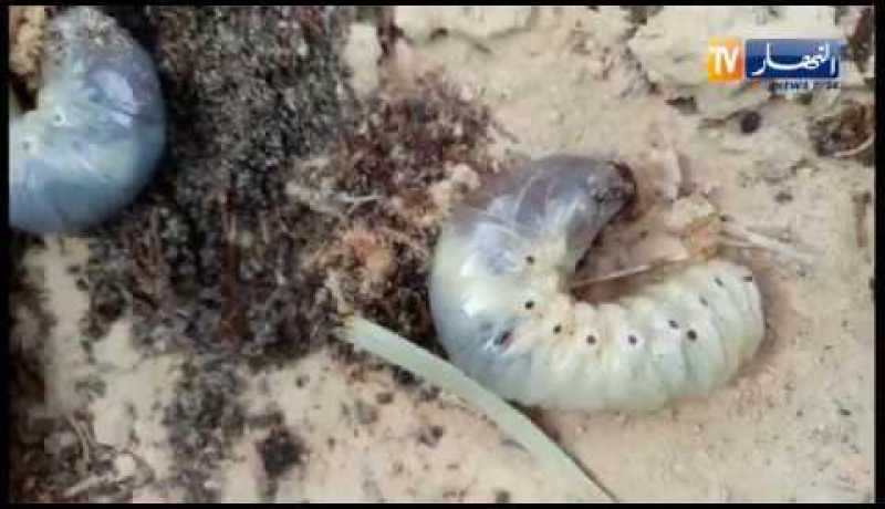 خنسفاء وديدان وحيدة القرن تأتي على آلاف النخيل بالوادي !!