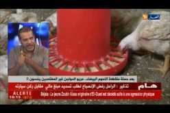 بعد حملة مقاطعة اللحوم البيضاء..مربو الدواجن في حملة لمقاطعة الكتكوت