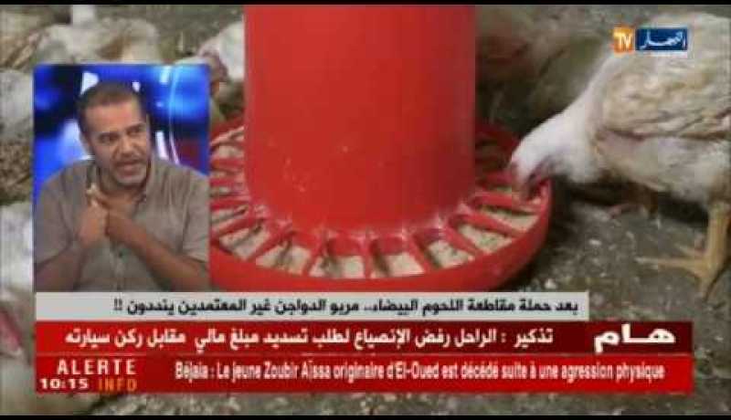 بعد حملة مقاطعة اللحوم البيضاء..مربو الدواجن في حملة لمقاطعة الكتكوت