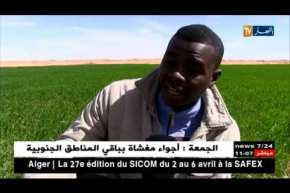 عين صالح: :زراعة القمح الصلب..مشروع ناجح بحاجة للدعم بالجنوب