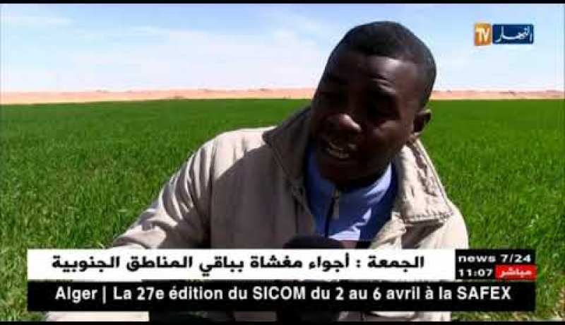 عين صالح: :زراعة القمح الصلب..مشروع ناجح بحاجة للدعم بالجنوب