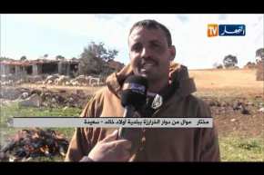 سعيدة: طاعون المجترات الصغيرة يفتك بثروة موالي دوار الخرارزة