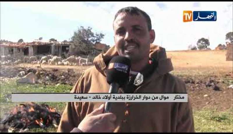 سعيدة: طاعون المجترات الصغيرة يفتك بثروة موالي دوار الخرارزة