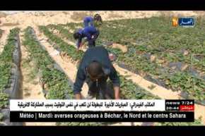 الوادي: عندما تتحول الصحراء لجنة فراولة.. فلاحون يتحدون الطبيعة