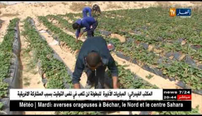 الوادي: عندما تتحول الصحراء لجنة فراولة.. فلاحون يتحدون الطبيعة