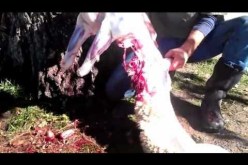 أكثر من 2000 جزائري «يذبحون» أنفسهـم يـوم العيد!