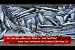 عنابة: السمك..عرض غائب وطلب يتزايد بسبب الندرة