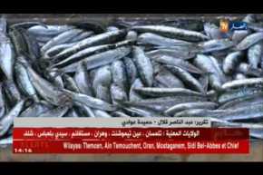 عنابة: السمك..عرض غائب وطلب يتزايد بسبب الندرة