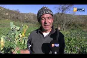 بجاية: اللفت الأصفر.. زراعة تنتعش بفصل الشتاء