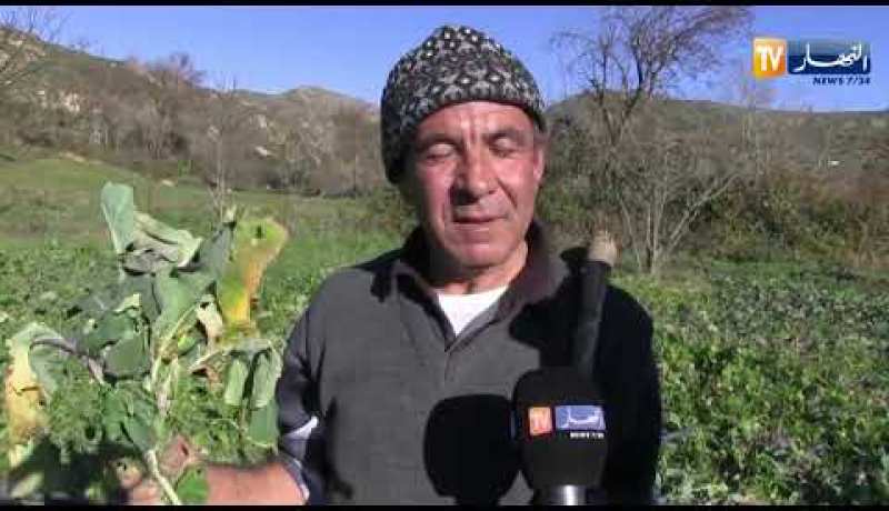 بجاية: اللفت الأصفر.. زراعة تنتعش بفصل الشتاء