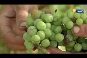 فلاحة: غياب مياه السقي ..متاعب الفلاحين تتضاعف