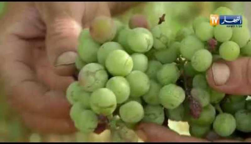 فلاحة: غياب مياه السقي ..متاعب الفلاحين تتضاعف