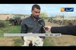 ميلة: موالون على وقع الصدمة بعد إتلافهم لماشيتهم النافقة قبل الإبلاغ