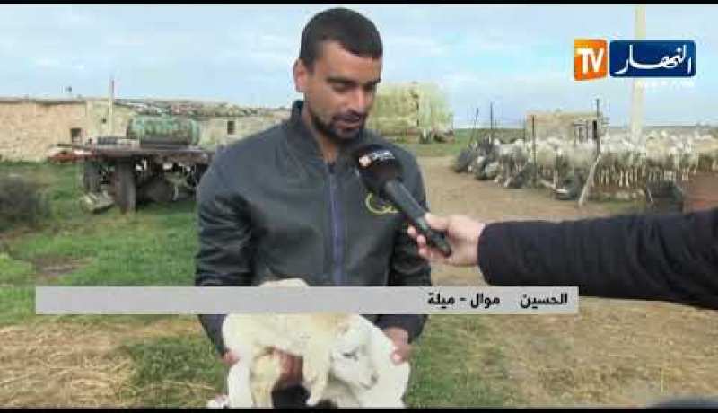 ميلة: موالون على وقع الصدمة بعد إتلافهم لماشيتهم النافقة قبل الإبلاغ