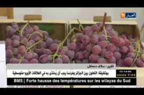 معادلة تصدير العنب تسقط في الماء..والأسعار مرشحة للإرتفاع  !!