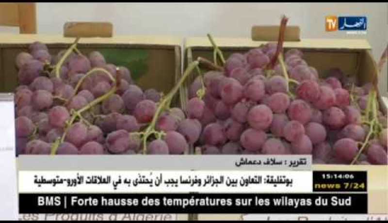 معادلة تصدير العنب تسقط في الماء..والأسعار مرشحة للإرتفاع  !!