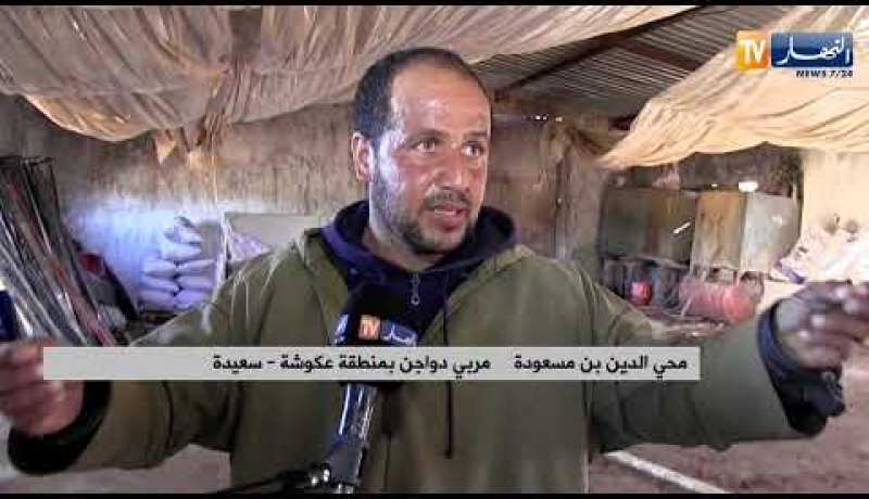 سعيدة: محي الدين يتخلى عن نشاط تربية الدواجن بسبب نقص الدعم