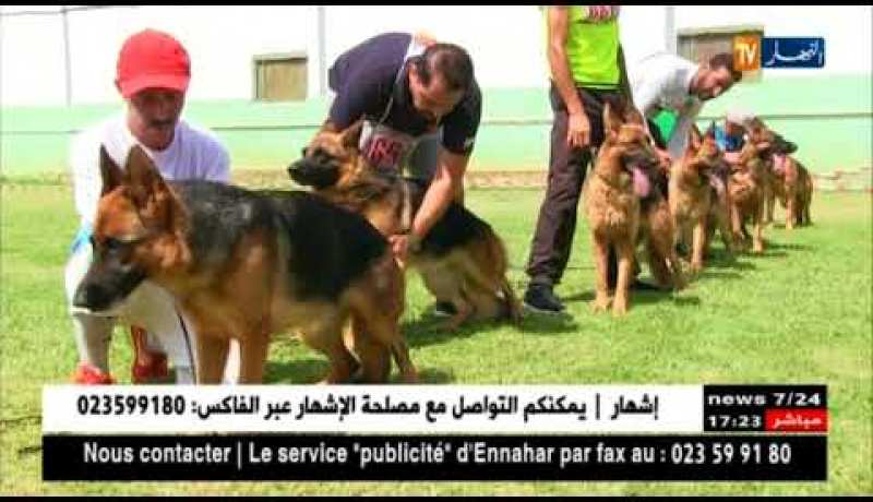 أسماء اللاعبين والنجوم الغربيين.. هذا ما يسمى به كلب الراعي الألماني في الجزائر