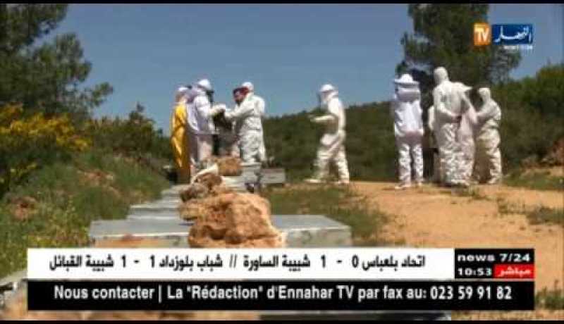 سعيدة: إقبال كبير على تربية النحل وإنتاج العسل