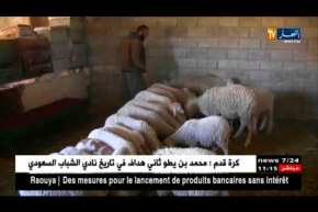 خنشلة: شباب متشبتون بتربية الماشية رغم غلاء الأعلاف وغياب الدعم