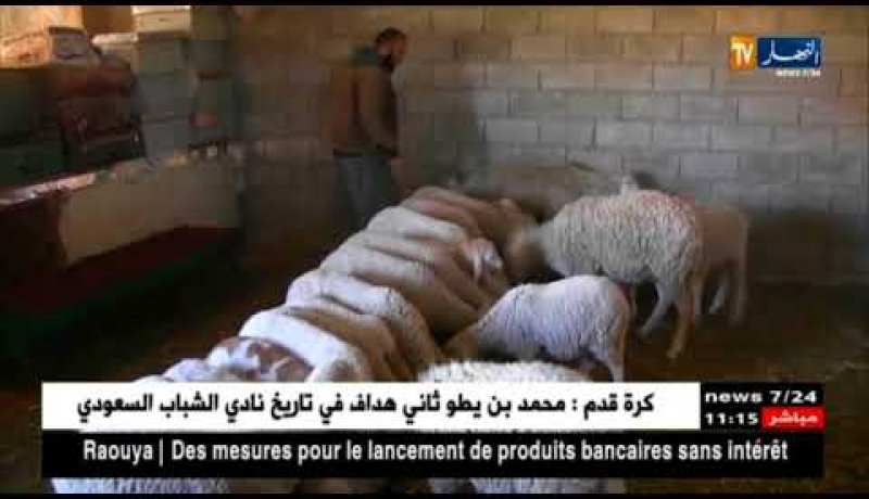 خنشلة: شباب متشبتون بتربية الماشية رغم غلاء الأعلاف وغياب الدعم