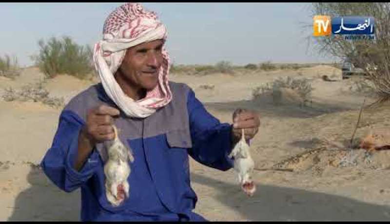 الوادي: رحلة صيد للجربوع البري في صحاري بن قشة الحدودية