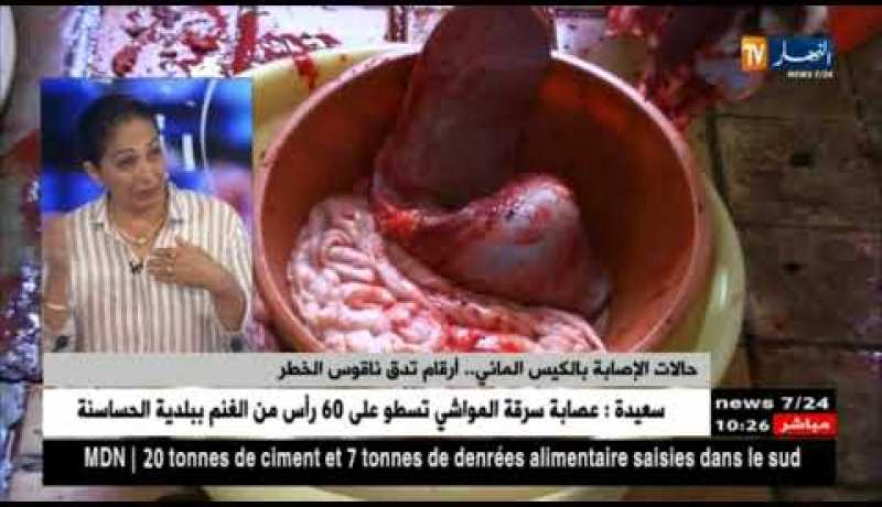 1500 بيطري يداومون يومي عيد الأضحى لضمان سلامة عيد الأضحى