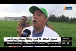 سعيدة: اول تجربة نموذجية في زراعة صنف جديد من حبوب القمح “الساورة”