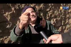 بجاية: هكذا يحافظ سكان منطقة القبائل على عصر الزيتون بالطريقة التقليدية