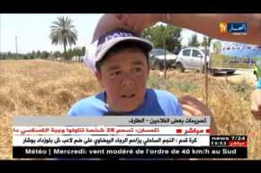 الطارف: توقعات بنجاح منتوج الحبوب والفلاحون يتخوفون من الحرائق