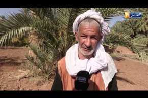 البيض: واحة نخيل برزينة..مورد إقتصادي في طريق الإندثار