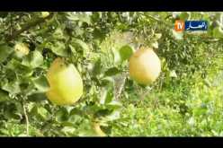 فلاحة: إنتاج الفواكه يكفي 40 كلغ لكل جزائري سنويا
